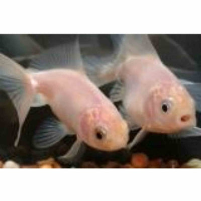 Fantail White (5cm) - Just For Pets Australia