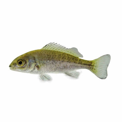 Fd Silver Perch 4.5 - 6cm (24pk) - Just For Pets Australia