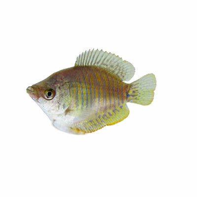Female Dwarf Flame Gourami (4cm) - Just For Pets Australia
