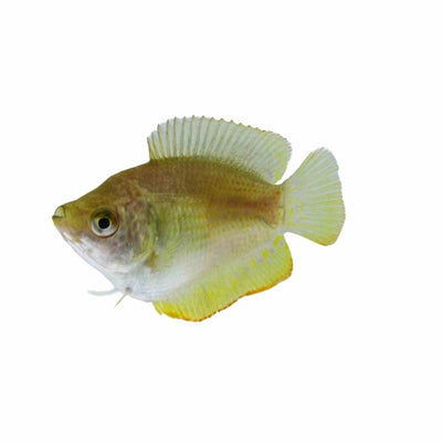 Female Dwarf Gourami (4cm) - Just For Pets Australia