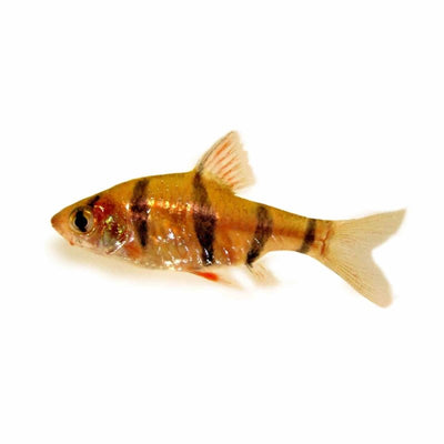Five Banded Barb (3cm) - Just For Pets Australia