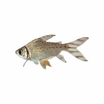 Flagtail Prochilodus - Red Fin - Wild (4cm) - Just For Pets Australia