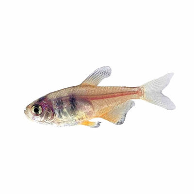 Flame Tetra (3cm) - Just For Pets Australia