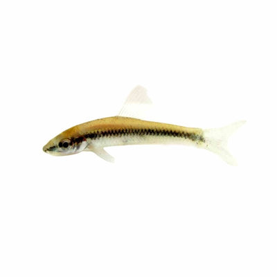 Flying Fox Siamese (sae) (5cm) - Just For Pets Australia