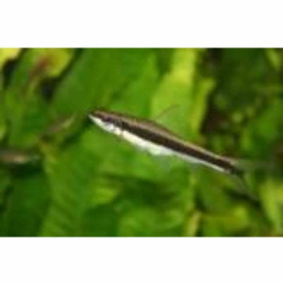 Flying Fox Siamese (sae) (7cm) - Just For Pets Australia