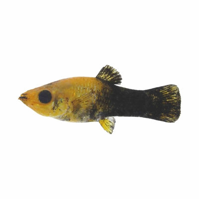 Freshwater Molly - Black & Gold (3.5cm) - Just For Pets Australia