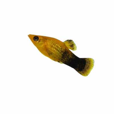 Freshwater Molly - Gold Dust (3.5cm) - Just For Pets Australia