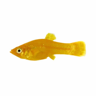 Freshwater Molly - Golden (3.5cm) - Just For Pets Australia