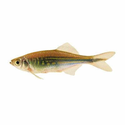 Giant Danio (3-4cm) (4cm) - Just For Pets Australia