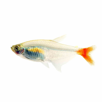 Glass Bloodfin Tetra (3.5cm) - Just For Pets Australia