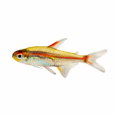 Glolite Tetra (3cm) - Just For Pets Australia
