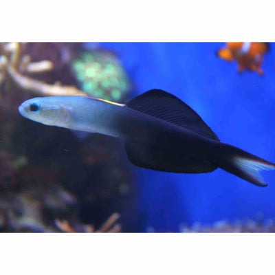 Goby - Black Scissortail Dartfish (MED) - Just For Pets Australia