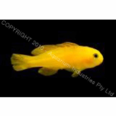 Goby - Yellow Clown (MED) - Just For Pets Australia