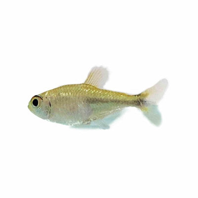 Gold Tetra (2.5cm) - Just For Pets Australia
