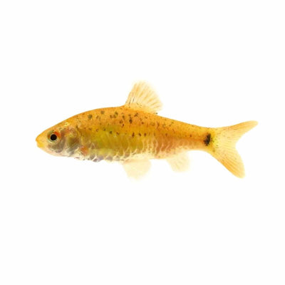 Golden Barb (3.5cm) - Just For Pets Australia