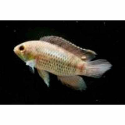 Golden Dwarf Cichlid (3cm) - Just For Pets Australia