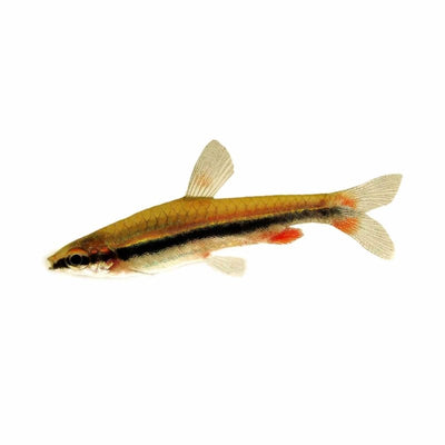 Golden Pencilfish (3cm) - Just For Pets Australia