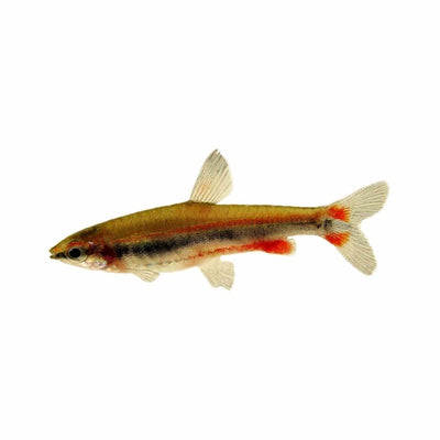Golden Pencilfish - red Form (3cm) - Just For Pets Australia