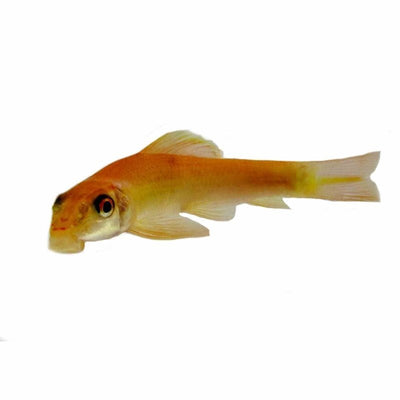 Golden Sucking Catfish (5cm) - Just For Pets Australia