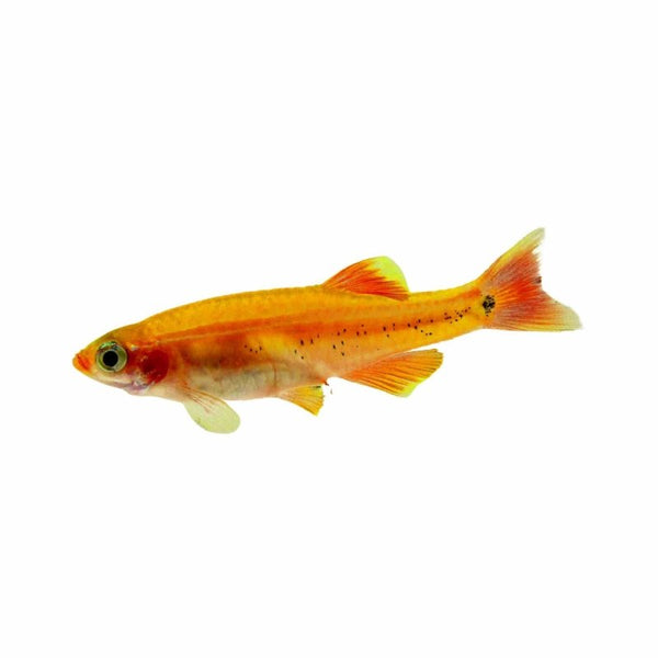 Tropical Fish