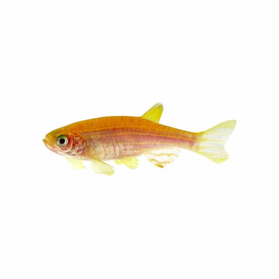 Golden Zebra Danio (3.5cm) - Just For Pets Australia