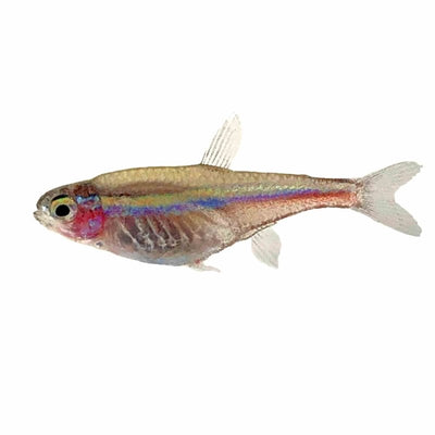 Green Neon Tetra (2cm) - Just For Pets Australia