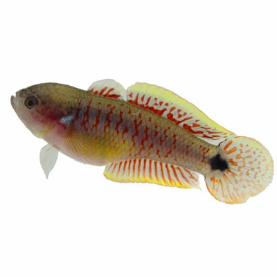 Gudgeon Peacock N.g. (3cm) - Just For Pets Australia