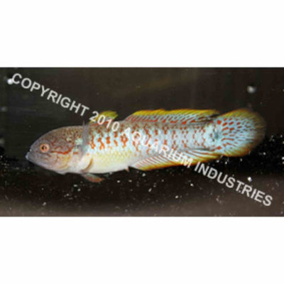 Gudgeon Peacock N.g. (4cm) - Just For Pets Australia