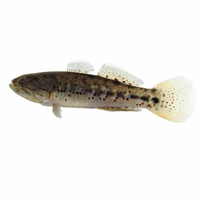 Gudgeon Purple Spotted (3cm) - Just For Pets Australia