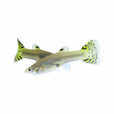 Guppy Female Cobra Green (3-4cm) (3.5cm) - Just For Pets Australia