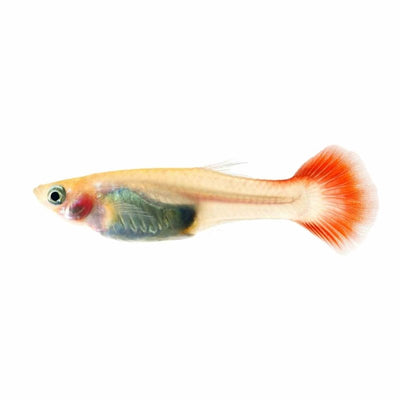 Guppy Female Redtail (3-4cm) (3.5cm) - Just For Pets Australia