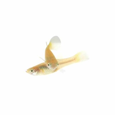 Guppy Female Yellowtail (3-4cm) (3.5cm) - Just For Pets Australia