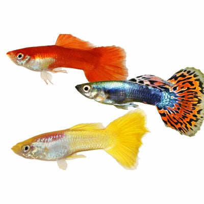 Guppy Male Assorted (3 - 4cm) (3.5cm) - Just For Pets Australia
