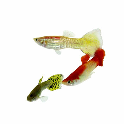 Guppy Male Assorted Cobra (3 - 4cm) (3.5cm) - Just For Pets Australia
