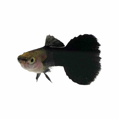 Guppy Male Blacktail (3 - 4cm) (3.5cm) - Just For Pets Australia