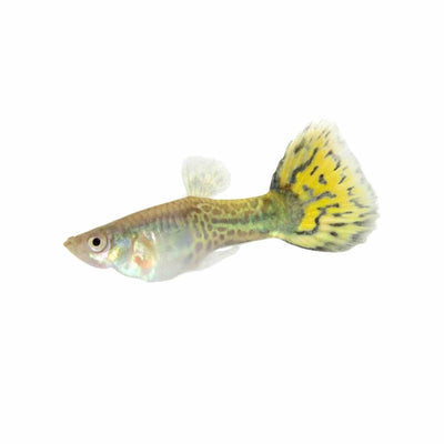 Guppy Male Cobra Leopardtail (3-4cm) (3.5cm) - Just For Pets Australia