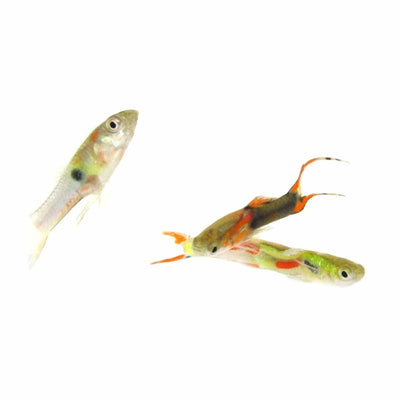 Guppy Male Endler Assorted (1.5 - 2.5cm) (2cm) - Just For Pets Australia