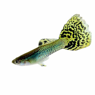 Guppy Male Green Cobra (3-4cm) (3.5cm) - Just For Pets Australia
