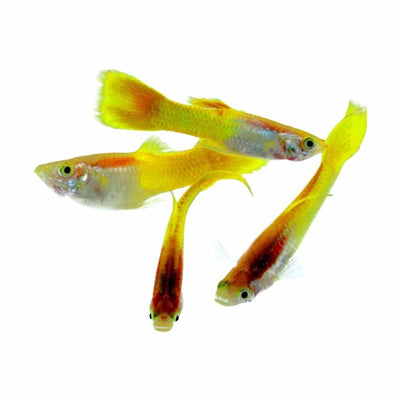 Guppy Male Metallic Yellow (3-4cm) (3.5cm) - Just For Pets Australia