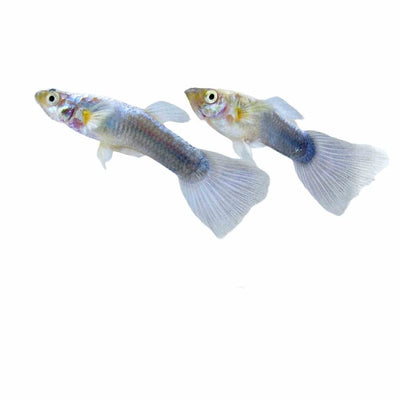 Guppy Male Neon Blue (3-4cm) (3.5cm) - Just For Pets Australia
