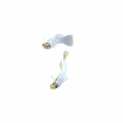Guppy Male Platinum (3-4cm) (3.5cm) - Just For Pets Australia
