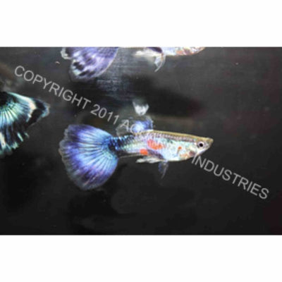 Guppy Male Purple Queen (3-4cm) (3.5cm) - Just For Pets Australia