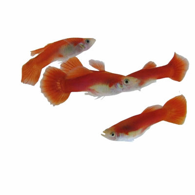Guppy Male Red Flamingo (3-4cm) (3.5cm) - Just For Pets Australia
