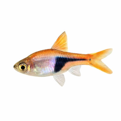Harlequin Rasbora (3cm) - Just For Pets Australia