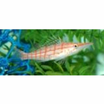 Hawkfish - Longnose (MED) - Just For Pets Australia