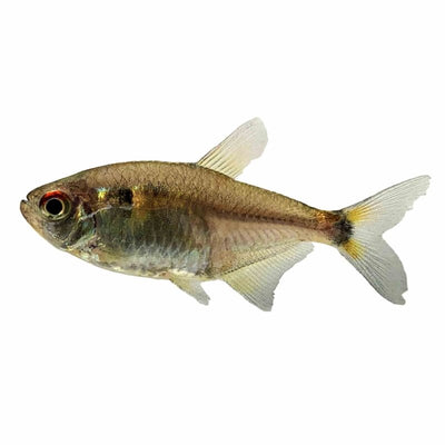 Head & Tail Light Tetra (3cm) - Just For Pets Australia