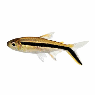 Hockey Stick Tetra (3.5cm) - Just For Pets Australia