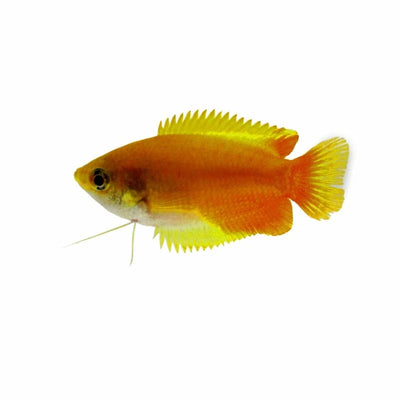 Honey Dwarf Gourami Golden (4cm) - Just For Pets Australia