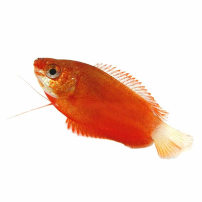 Honey Dwarf Gourami Red (7cm) - Just For Pets Australia