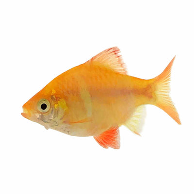 Golden Tiger Barb (4cm)